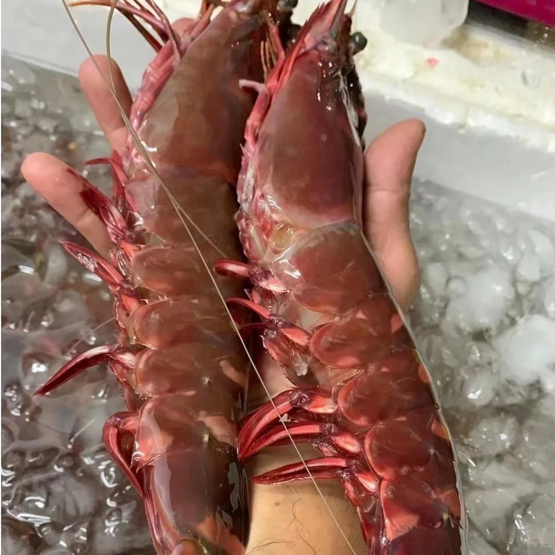 2斤共5-6条 超大规格野生大鬼虾 极速锁鲜发货 全国顺丰冷链包邮