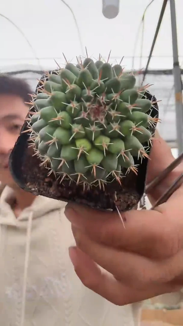 实生金刚石9.99   配货看图