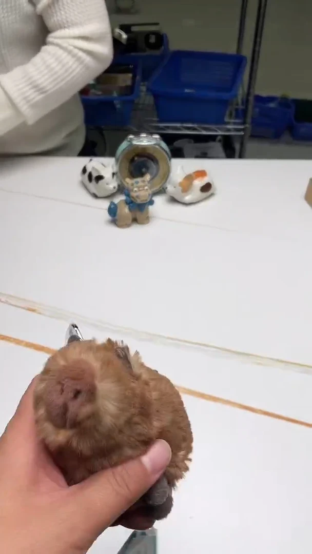 瓷片陶茶文玩陶茶文玩