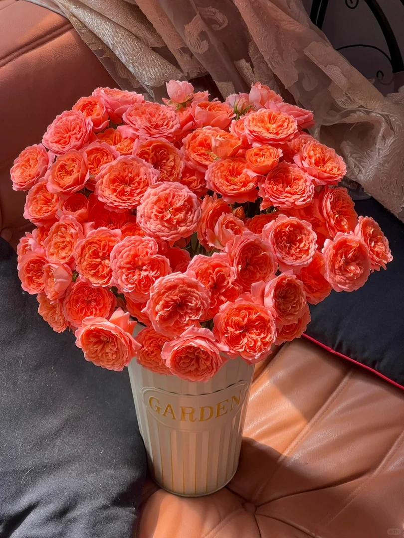 【杏色果汁】高饱和度能养炸多头玫瑰 全场任意两单鲜花包邮（坤）