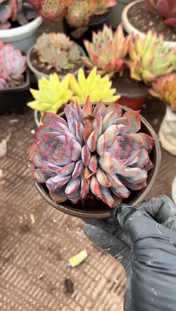 浅*多肉植物一物一拍21271