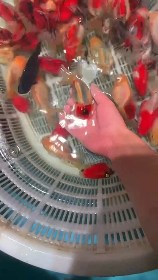 金鱼2单包邮 ，售后开箱视频