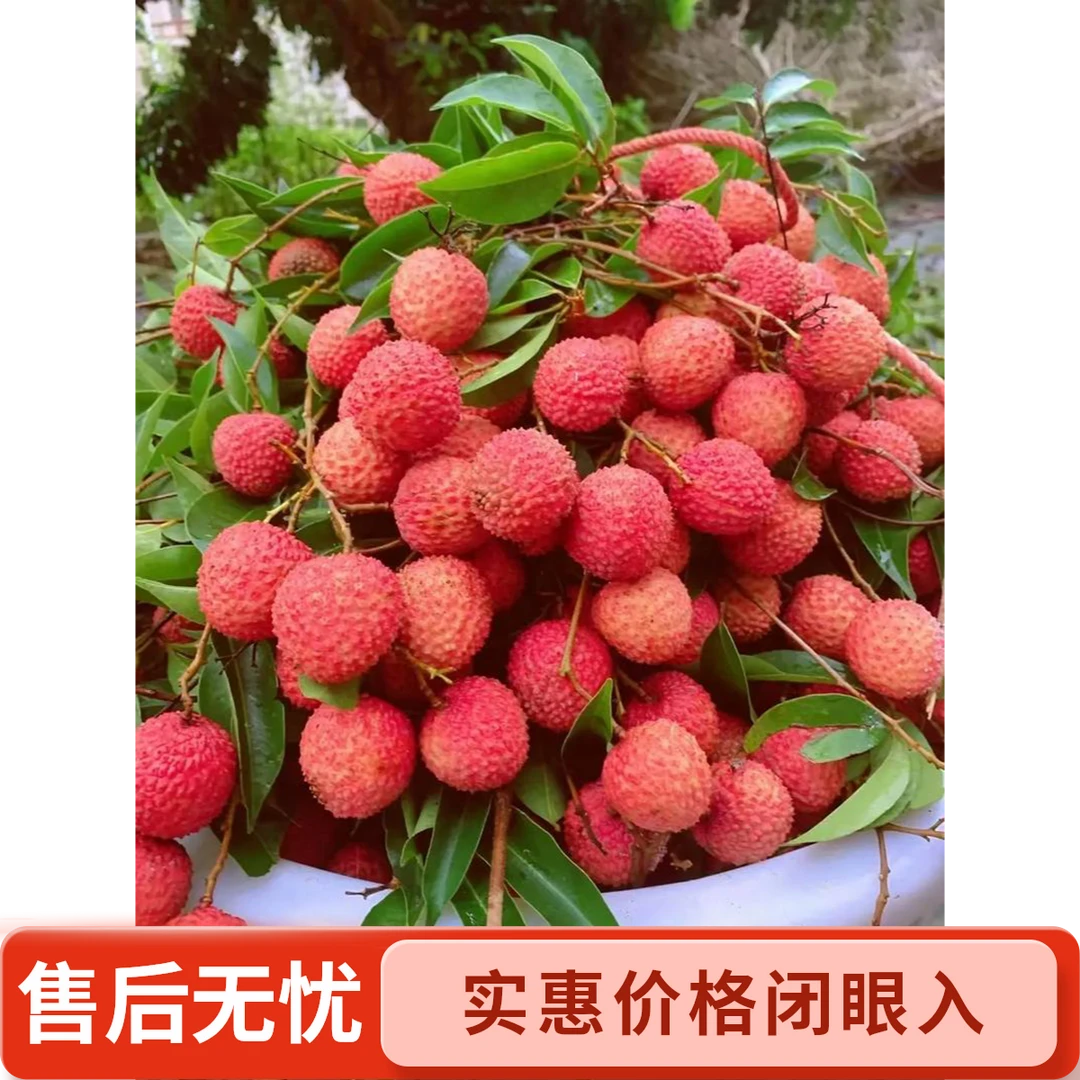 新鲜现摘多汁当季正宗冰糖桂味荔枝整箱发货