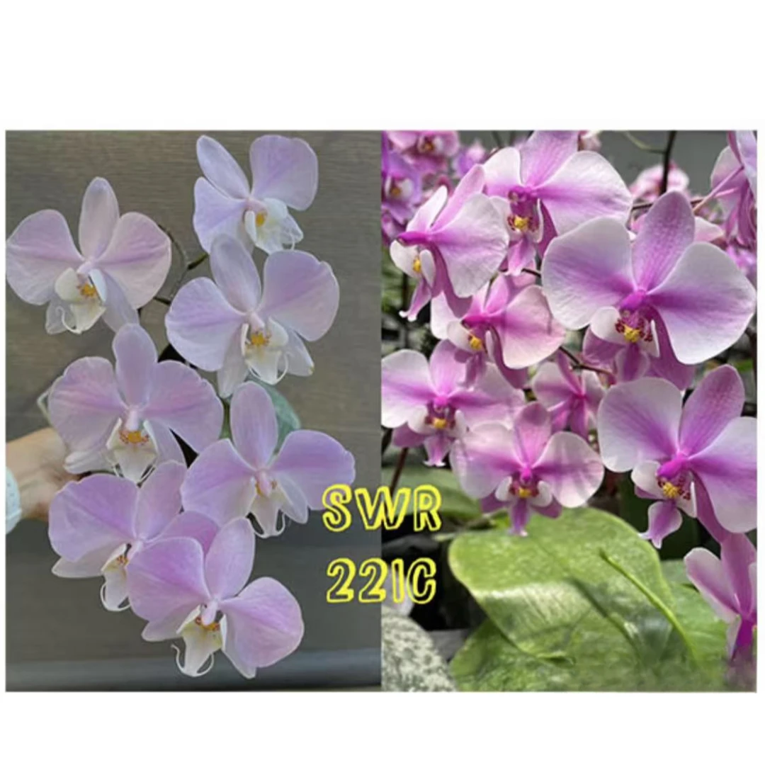 2.5寸 SWR22IC康德交西-苗 【叶瑕 少根】原生趣味兰蝴蝶兰