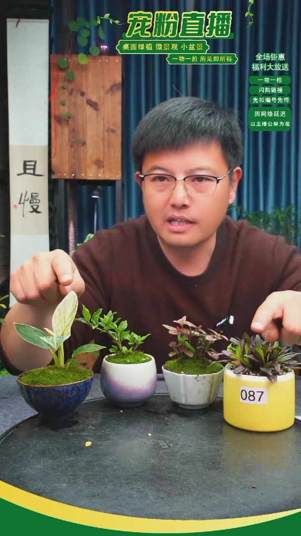 无花朵飘**雪苔藓微景观087号