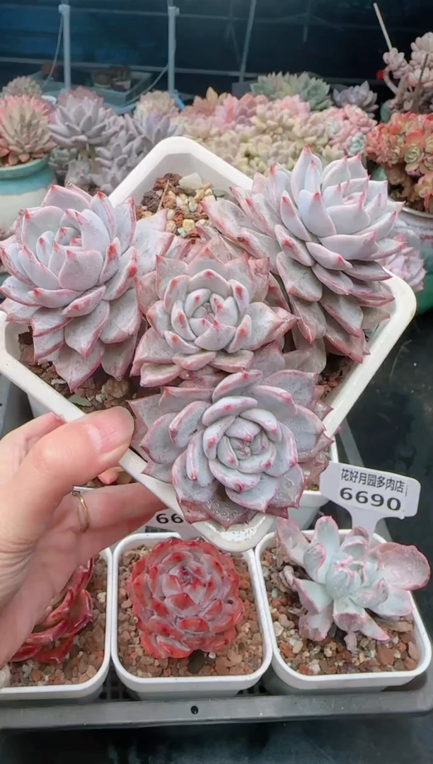 【闪购商品】6695.