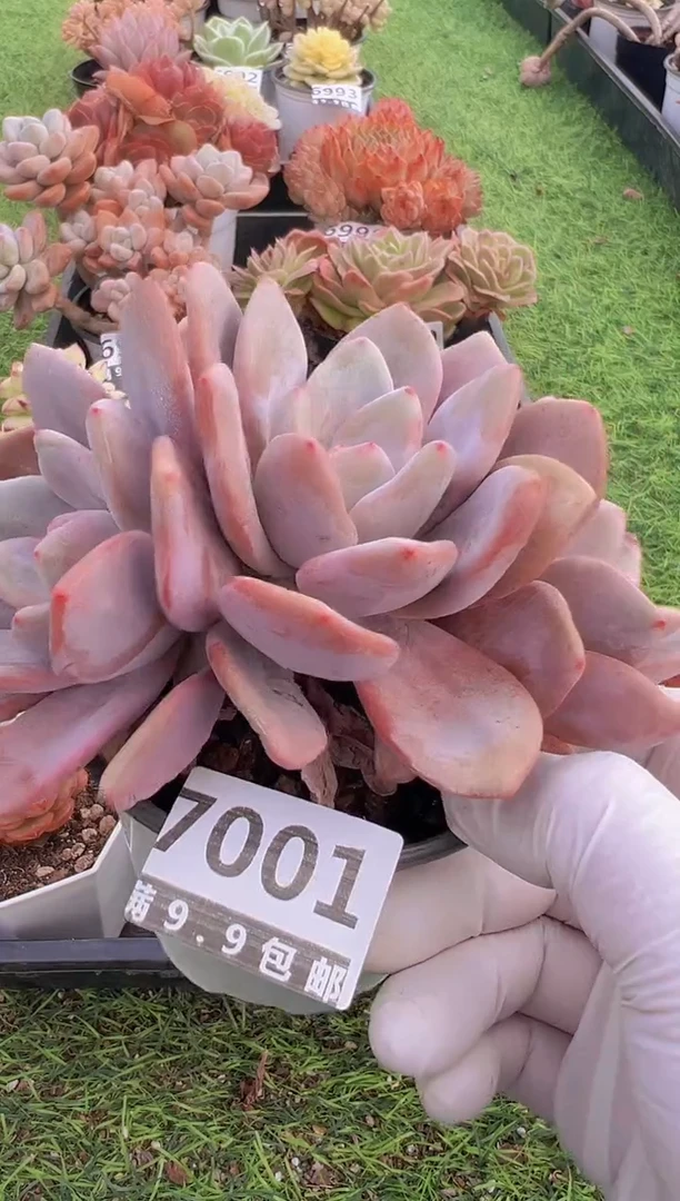 【闪购商品】信福多肉一物一拍