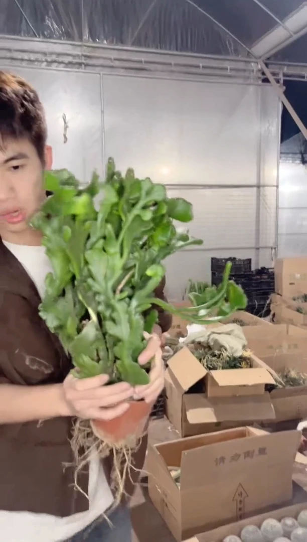 【闪购商品】大号 彭珊瑚