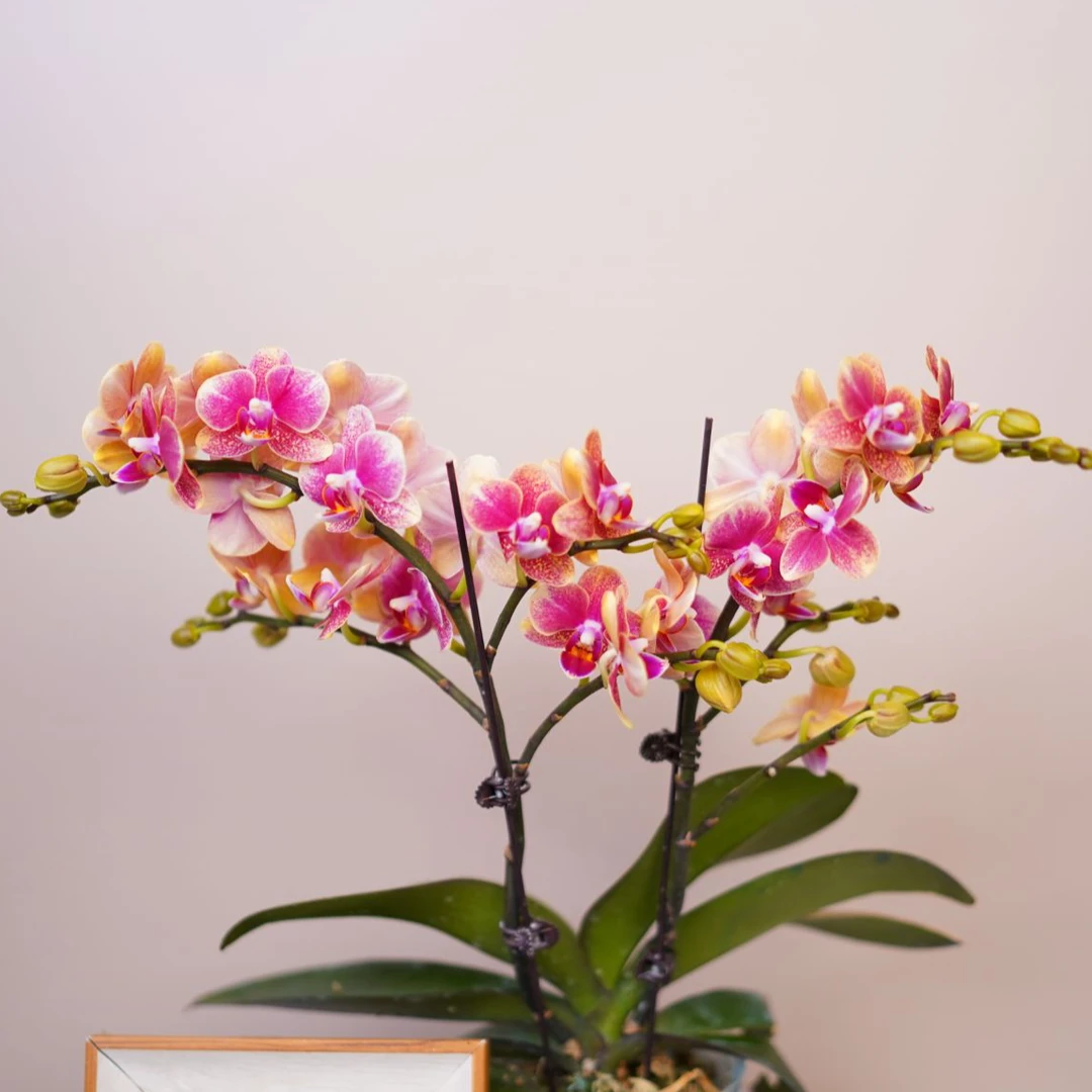 朝暮里蝴蝶兰（3.0寸）【金蝶】带花带花苞发货