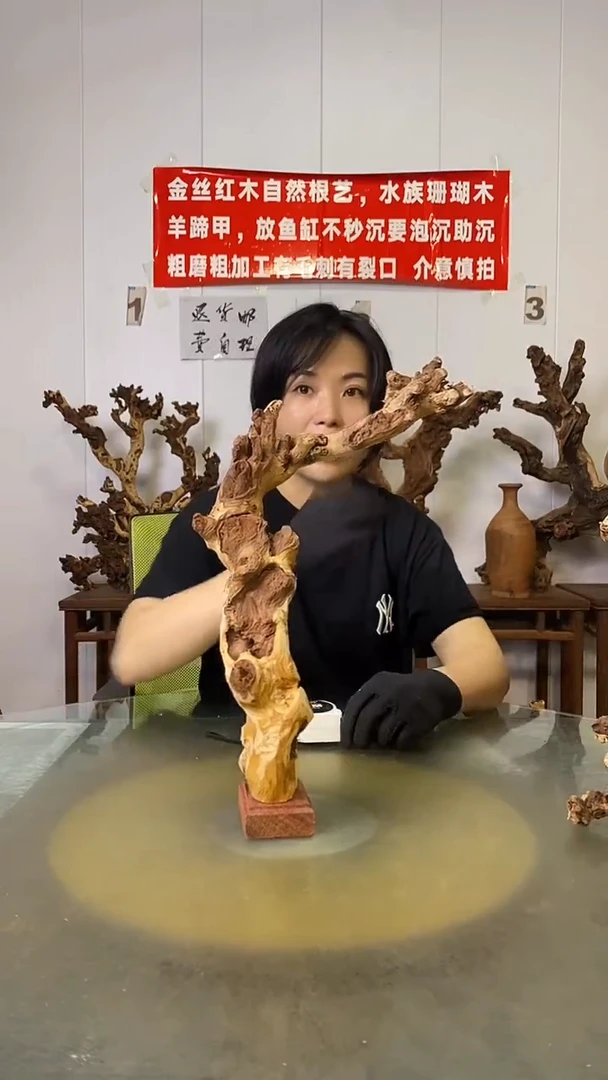 香榧木菡**芦金丝红木   羊蹄甲