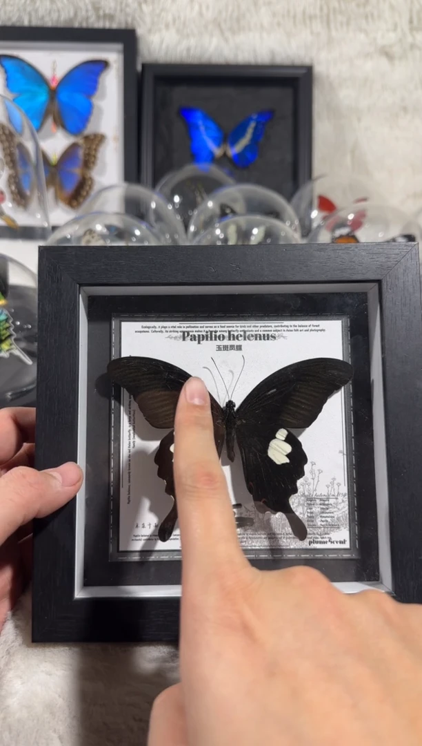 有机玻璃玉斑凤蝶