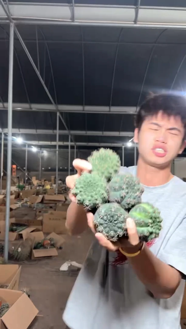 5颗 实生根 绯花玉 4-6cm