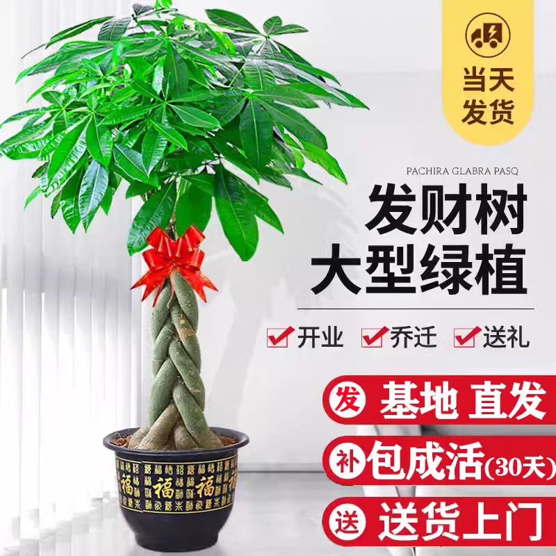 发财树大型盆栽幸福树金钱树办公室内客厅招财绿植吸甲醛花卉盆景