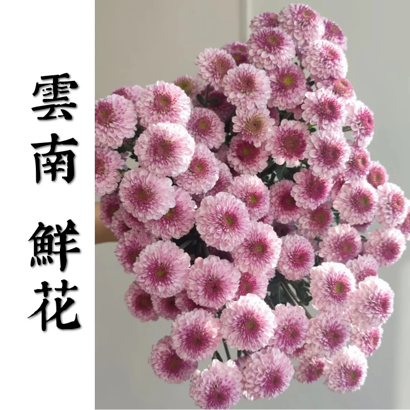 鲜花甄选【粉妍小雏菊】云南基地直发