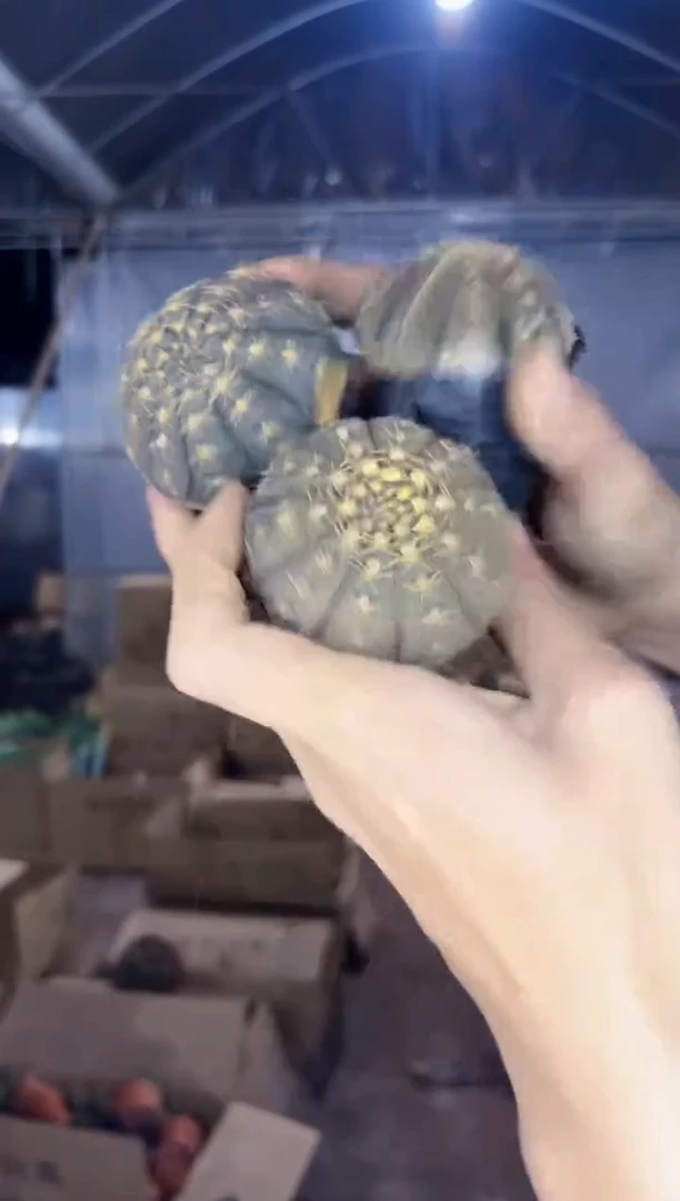 【闪购商品】3颗 实生根 拉根