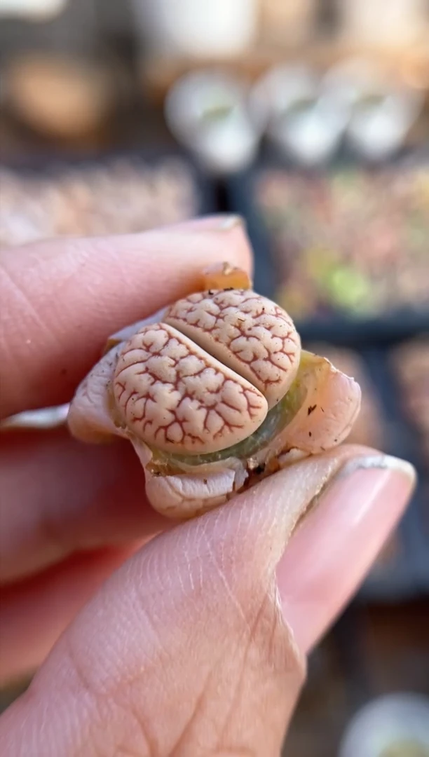 【闪购商品】6274直播一物一拍