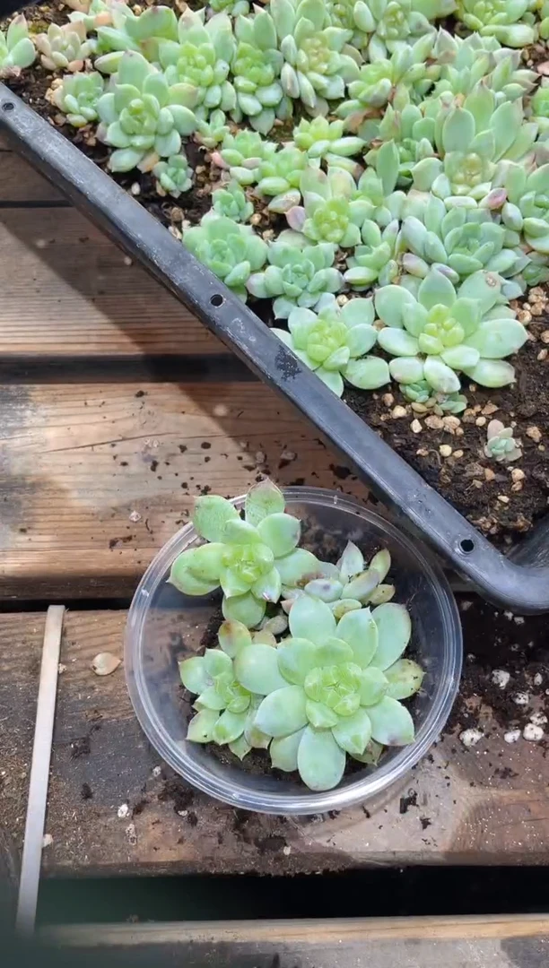 072隐藏财富      四颗量拍