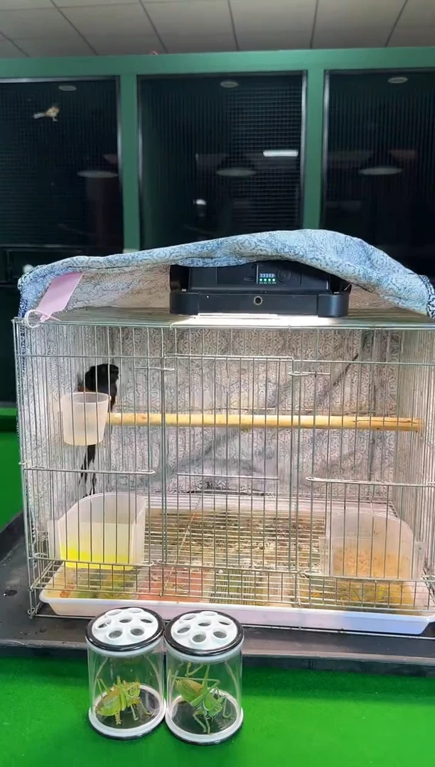 19号长尾养笼0元起拍