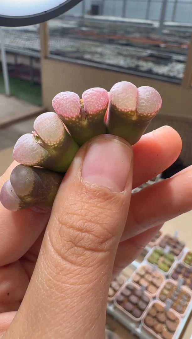 156多肉植物肉锥气球窗风铃一颗