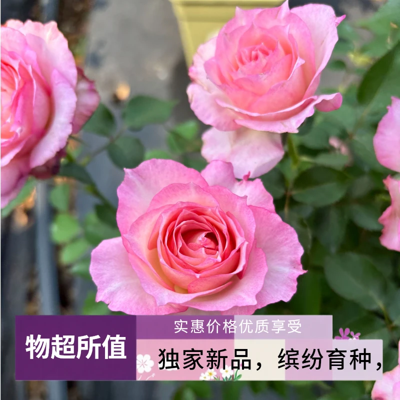 黑哥的花园芷若月季独家授权多季开浓香抗病耐热阳台盆栽庭院地栽