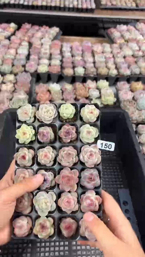 开****ა150
