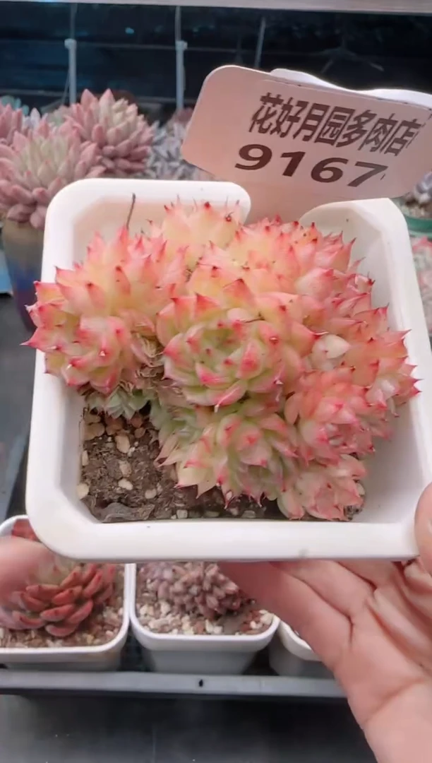 【闪购商品】9167.