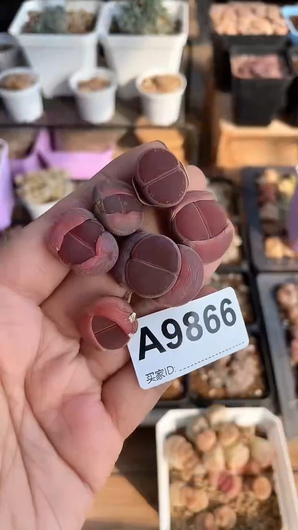 【闪购商品】9866直播一物一拍