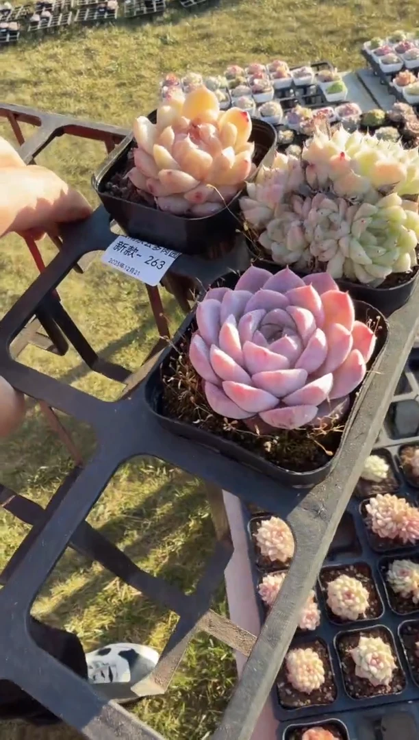 东云多肉园新款-263