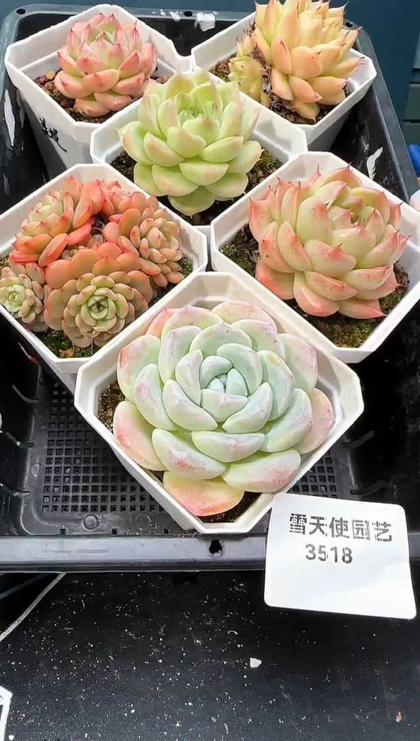 3  518  多肉  6 颗