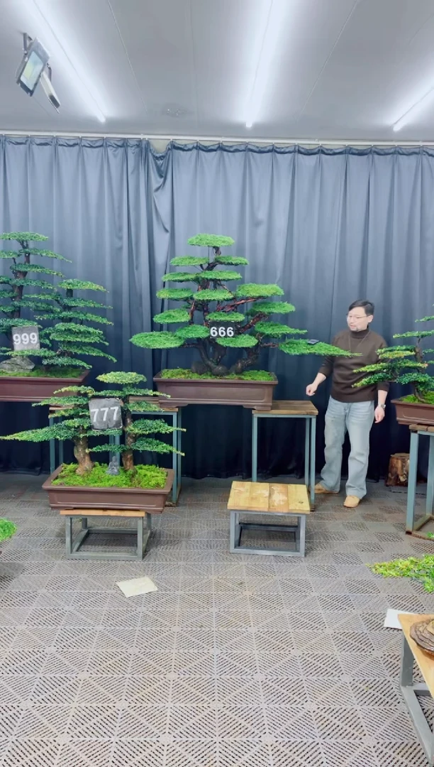 无花朵盆景.....