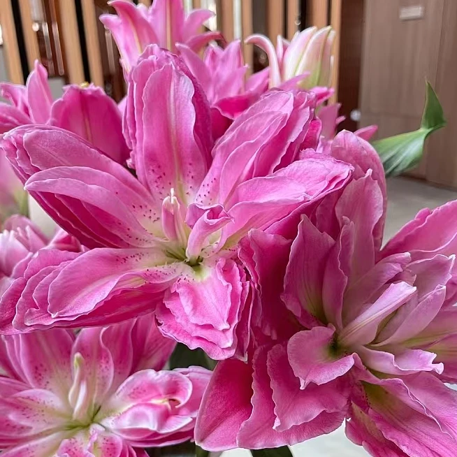 【紫色】紫莲花 重瓣香水百合 同地址任意两单顺丰包邮