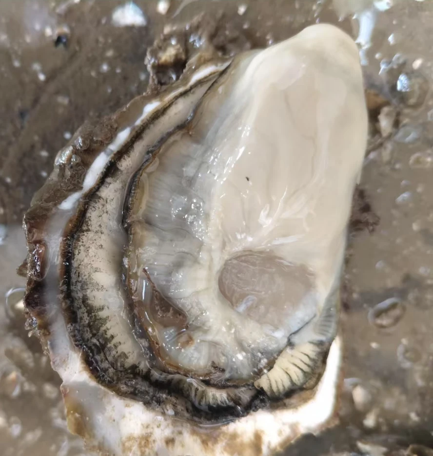 山东正宗新鲜乳山生蚝肉现剥海蛎肉去壳鲜活肥美海鲜牡蛎肉