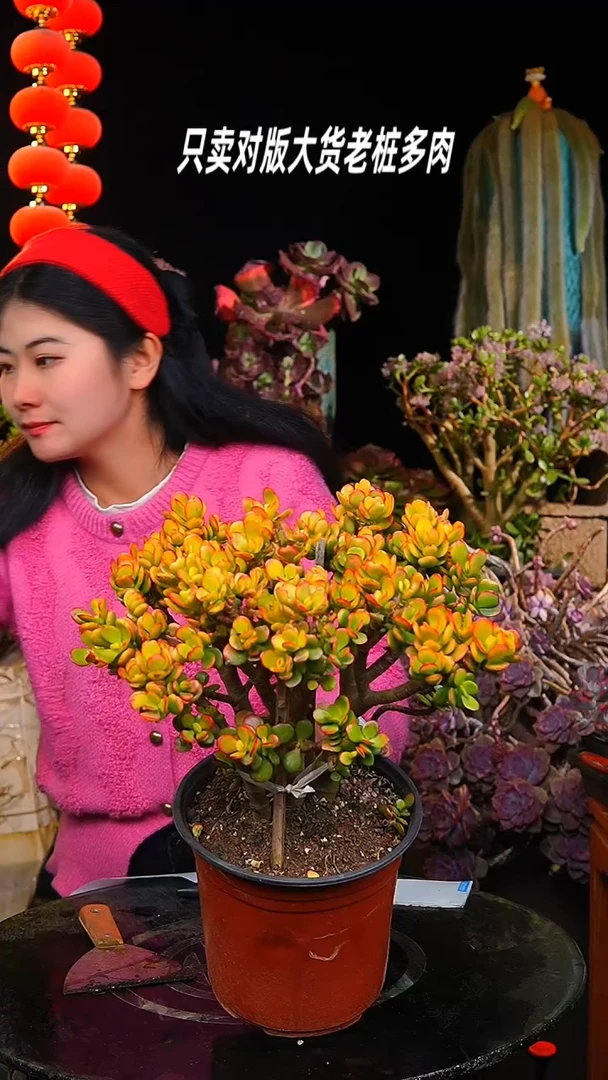 【闪购商品】金色摇钱树31号