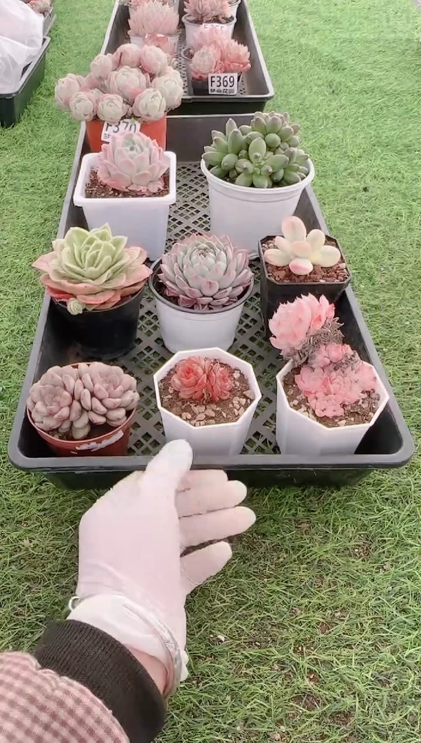 【闪购商品】梦会多肉一物一拍