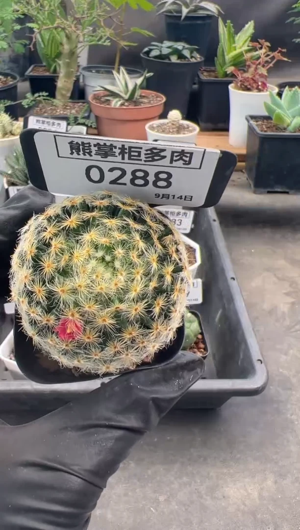 颢****n0914-288-明星仙人球带盆土
