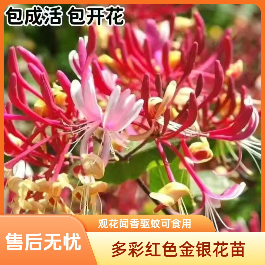 多彩红色金银花忍冬花树苗盆栽花卉绿植室内庭院爬藤金银花老桩