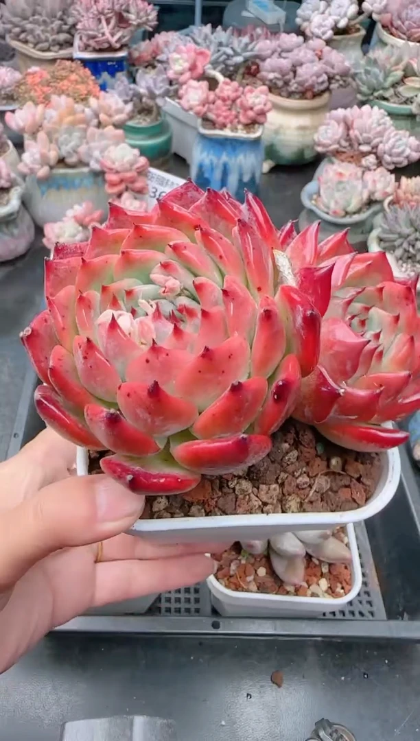 【闪购商品】1367.