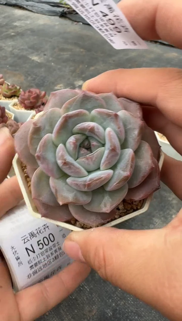 499N带盆土发(6.5cm杯） 当场拍3颗以上包柚 多肉植物 一物一拍