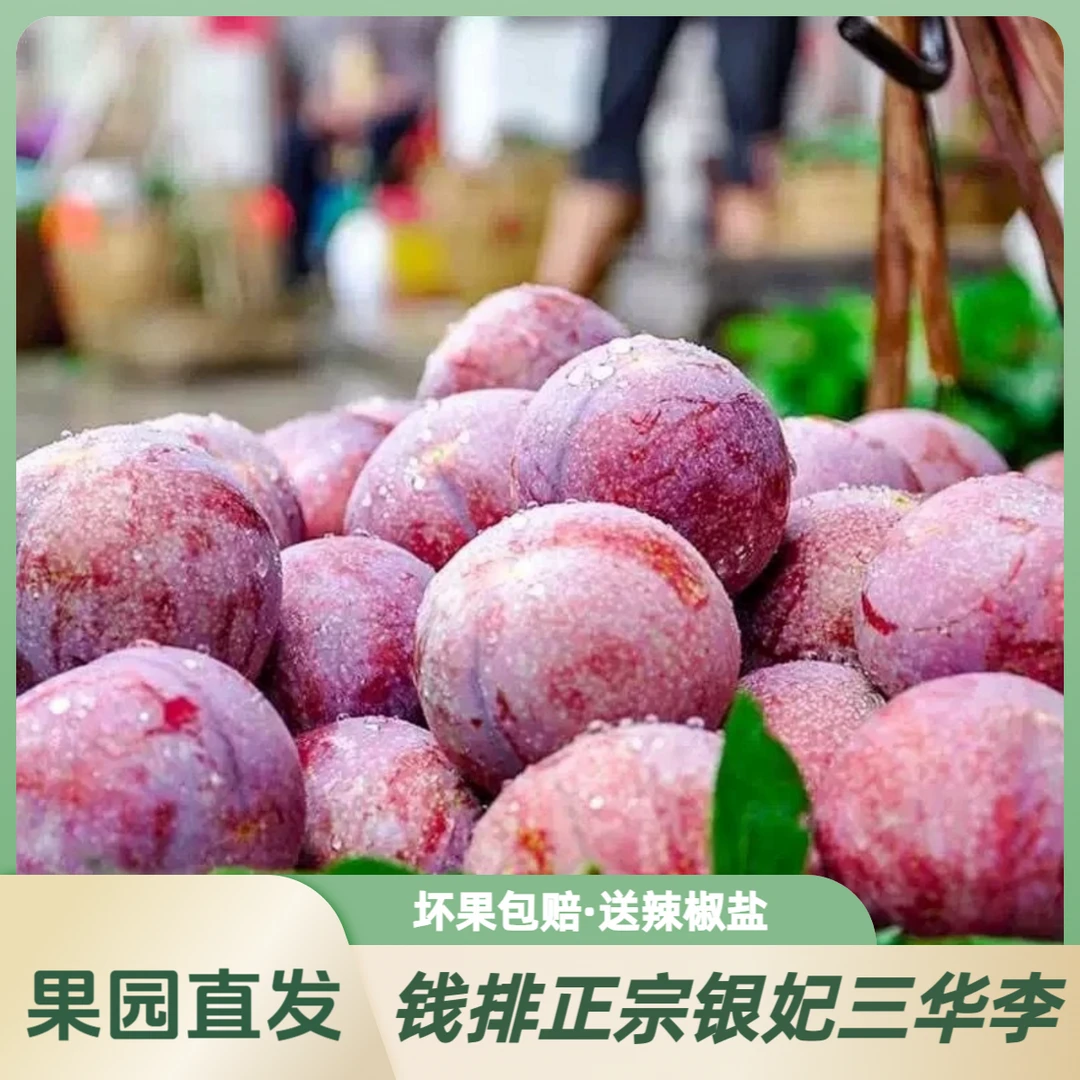 新鲜直发广东信宜银妃三华李钱排三华李子解渴水果正宗钱排红心李