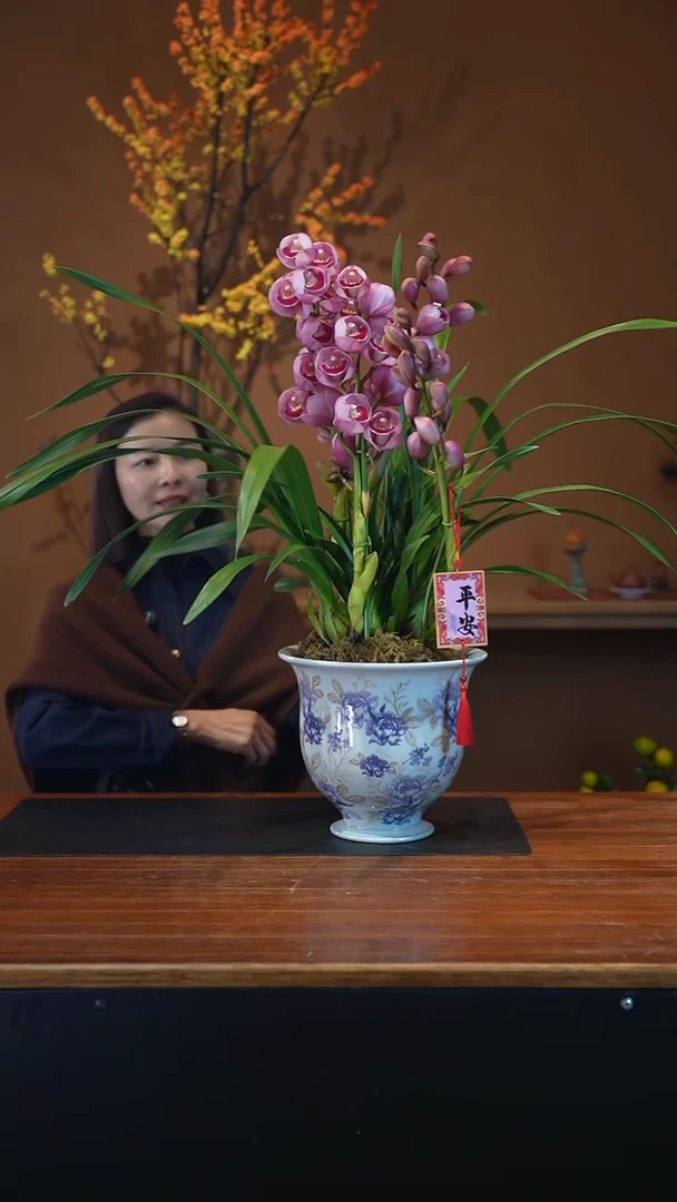 全部花朵粉黛盆景盆景盆景