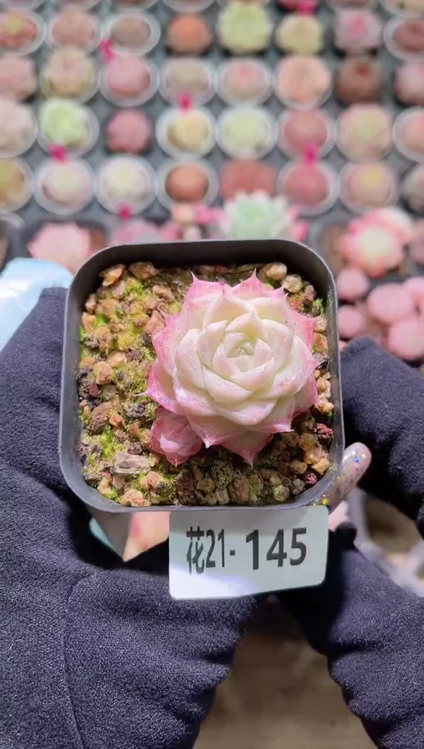 【闪购商品】21-145女王玫瑰