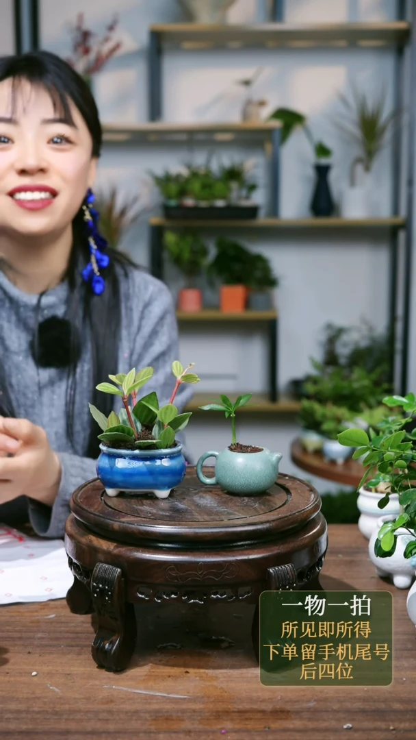 【闪购商品】174--9633蓝豆瓣绿+茶壶罗汉松
