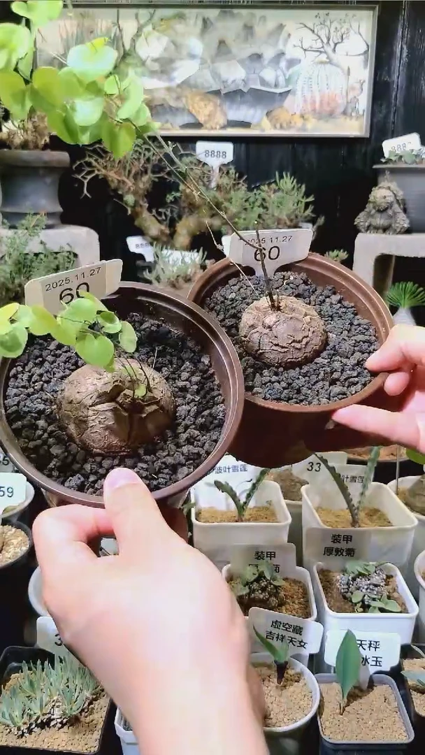 60号1127福利南非龟甲龙买一送一