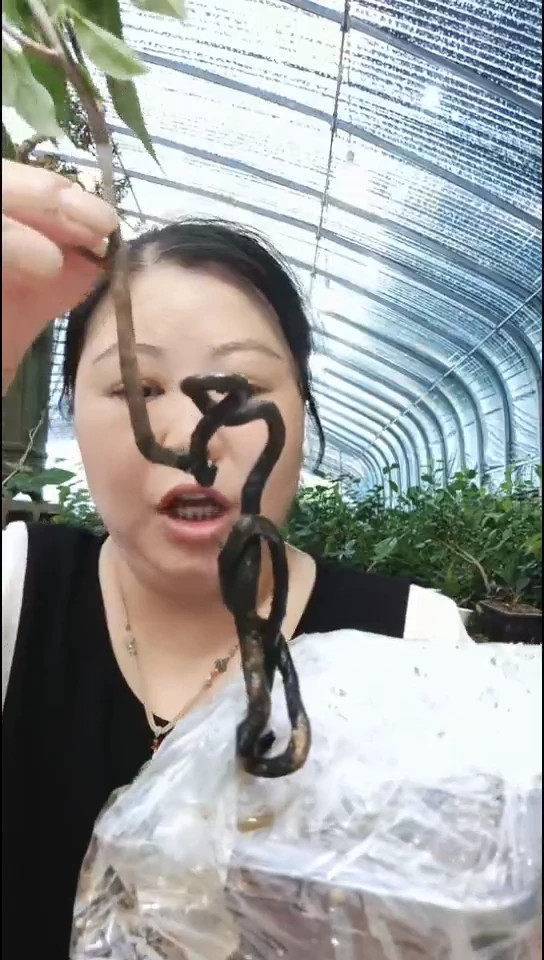 无花朵王**耀老鸦柿