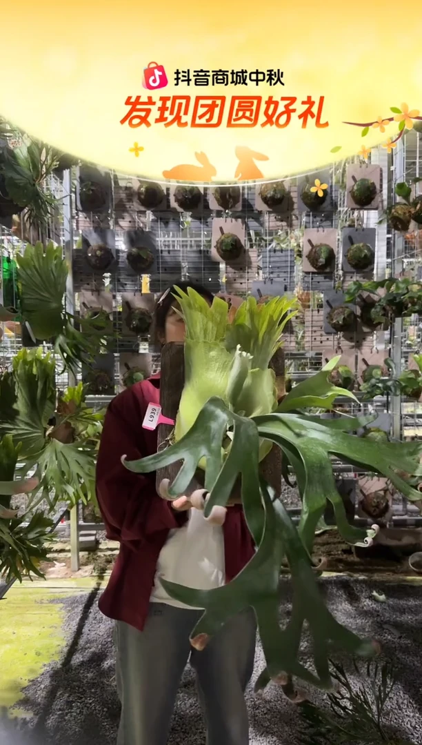 不开花植物L939-卷卷成株