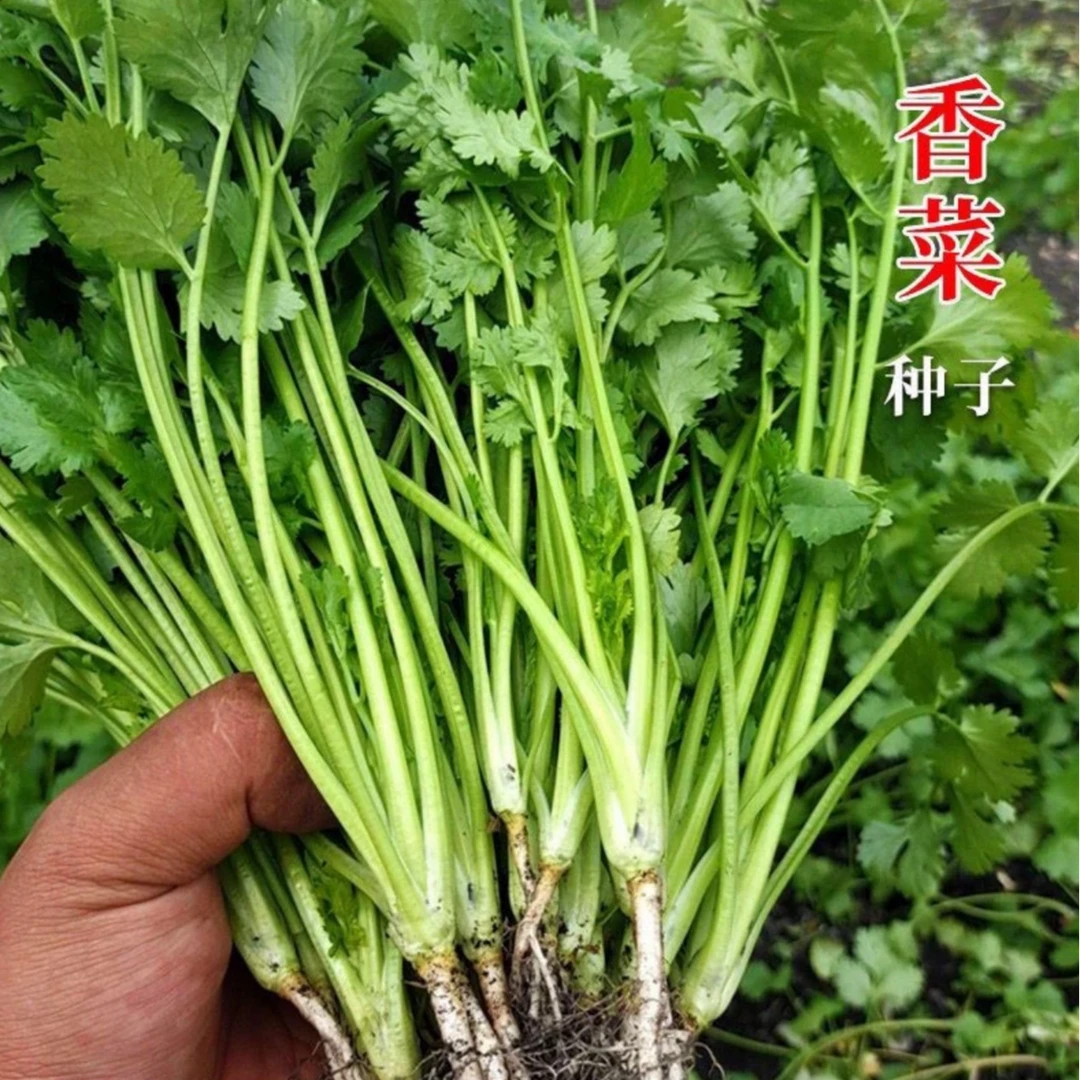 【大叶香菜种子】家庭阳台小院四季种植盆栽地栽易种易活