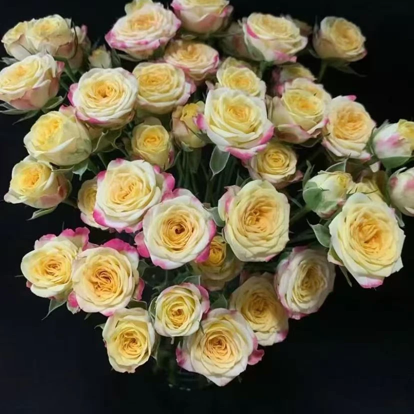 烟花多头玫瑰-家养鲜花-云南基地直发-