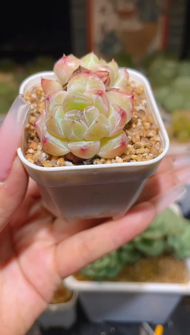 423 玄玑 一物一拍