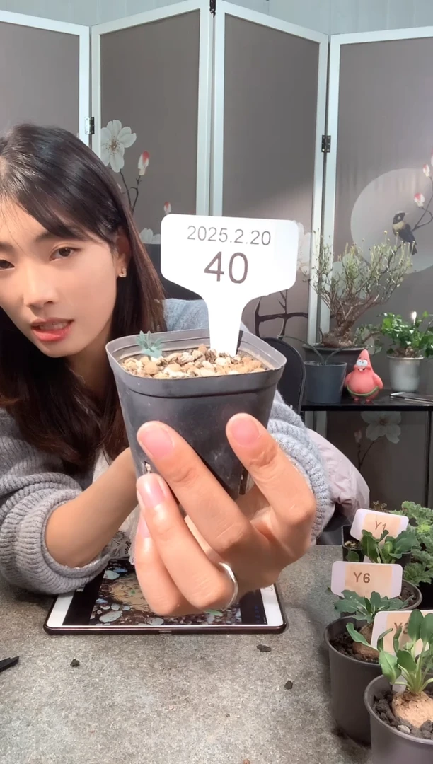 【闪购商品】猪排雾冰玉2.20.40