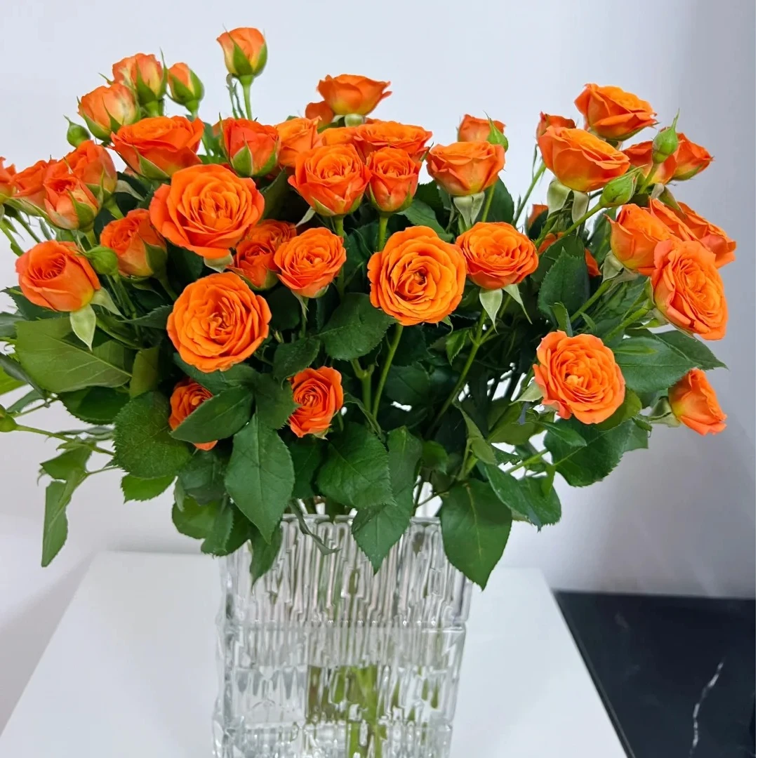 花福十花边新闻-橙芭比5枝-2单包 邮-鲜花批发直播